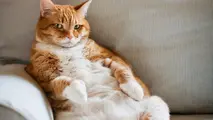 حیوانات خانگی مستعد ابتلا به ویروس کرونا هستند؟
