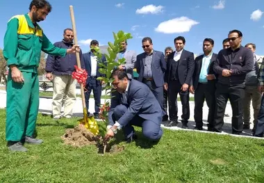 غرس تعداد ۲۵۰ اصله نهال در راه آهن جنوب شرق