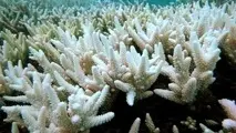 اثرات تغییر اقلیم اقیانوس هند بر سفیدشدگی مرجان های خلیج فارس