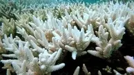 اثرات تغییر اقلیم اقیانوس هند بر سفیدشدگی مرجان های خلیج فارس