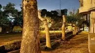 درختان خیابان ایتالیا چرا قطع شد؟
