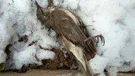 علت اولیه مرگ پرندگان در زنجان مشخص شد