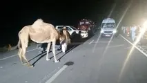حکایت تکراری تصادف با شتر در گلستان