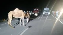 حکایت تکراری تصادف با شتر در گلستان