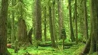 جنگل‌های هیرکانی ثبت جهانی می‌شود