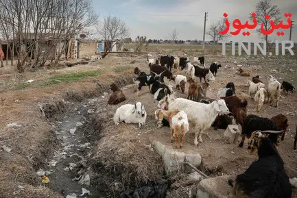 حاشینه‌نشینان جنوب تهران