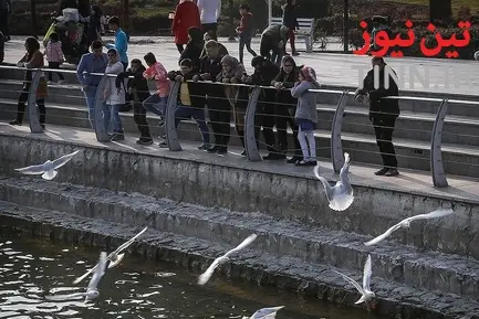 تهران؛ میزبان «پرندگان سیبری»