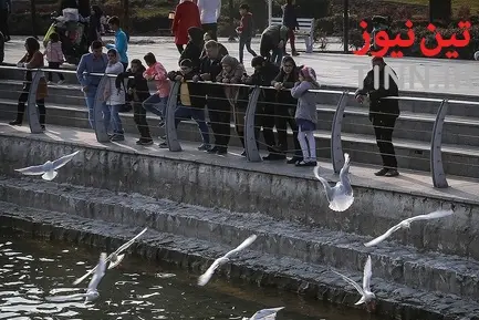 تهران؛ میزبان «پرندگان سیبری»