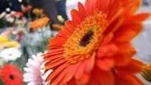 گردشگری ایران به روایت رسانه های بین المللی / ایرانی ها به شما لبخند می زنند