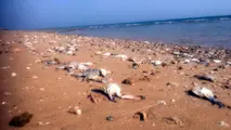 کرونا خرچنگ‌های صید شده را به ساحل بازگرداند