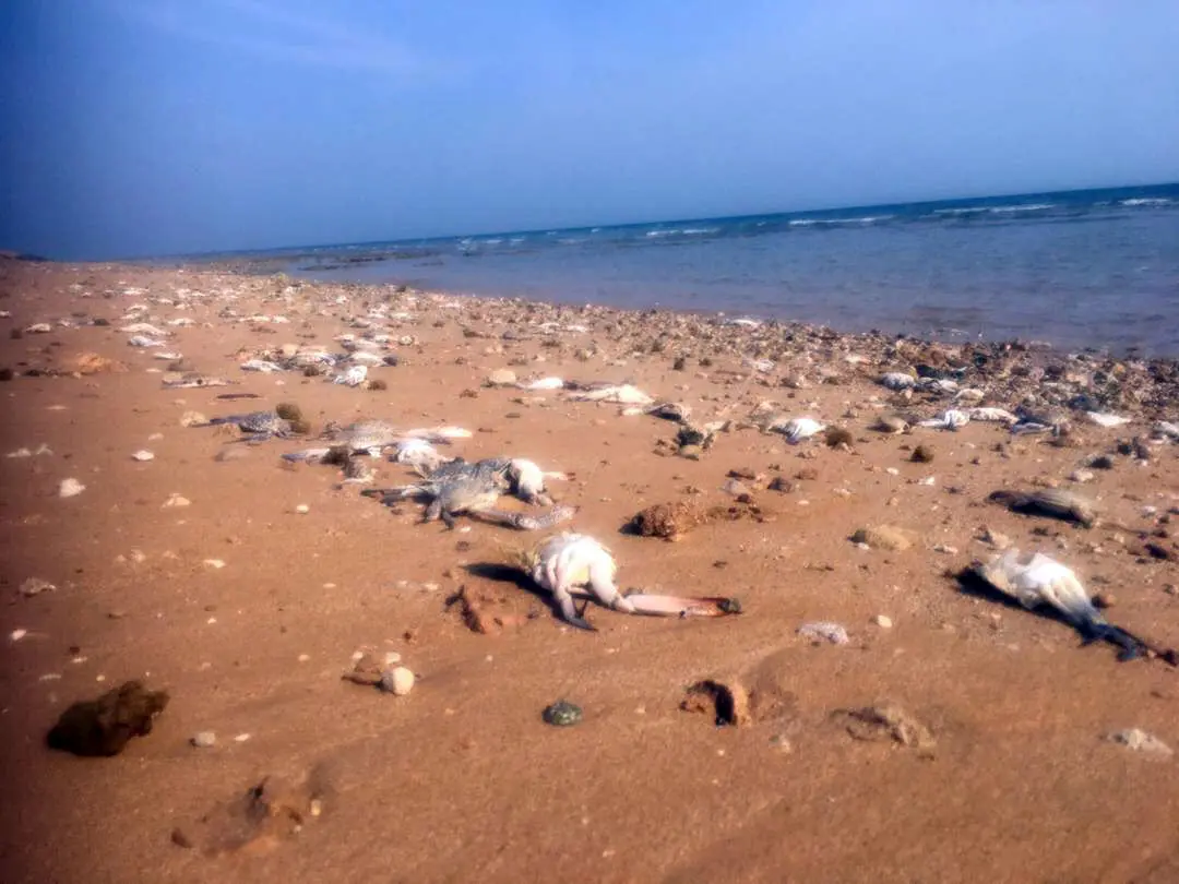 کرونا خرچنگ‌های صید شده را به ساحل بازگرداند