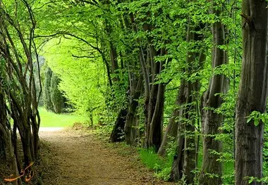 جنگل‌های هیرکانی ایران ثبت جهانی شد 
