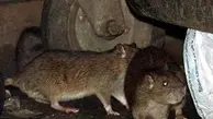 موش‌های آدم خوار در انتظار زلزله‌زدگان تهرانی