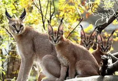 تهدید نسل گربه‌های جنگلی در جاده‌های گیلان