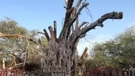 مرگ تدریجی یک جاذبه گردشکری/ درخت انجیر معابد کیش نابود شد
