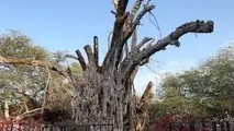 مرگ تدریجی یک جاذبه گردشکری/ درخت انجیر معابد کیش نابود شد
