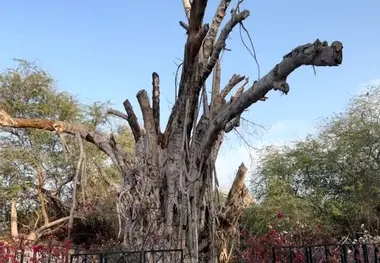 مرگ تدریجی یک جاذبه گردشکری/ درخت انجیر معابد کیش نابود شد
