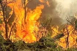آتش سوزی ۴۰ هکتاری در تنگ شمشه چرداول 