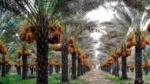طرح نخیلات و چاه مزرعه ای برای مقابله با خشکسالی دراستان بوشهراجرا می شود