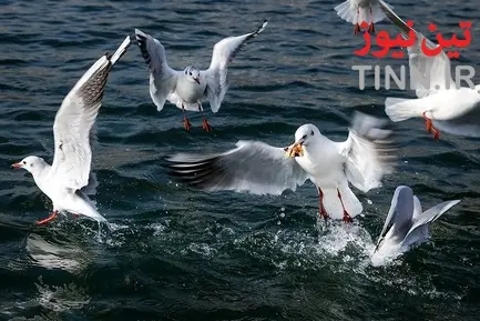تهران؛ میزبان «پرندگان سیبری»