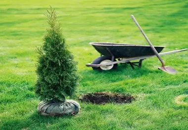 ضرورت کاشت گونه‌های بومی برای حفظ تنوع‌زیستی