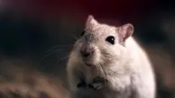 دوربینی که جهان را از دید موش‌ها نشان می‌دهد!