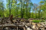 Network Rail and Forestry and Land Scotland complete £300k Glenfinnan biodiversity project