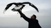 تعلیم عقاب‌های شکاری برای سرنگونی پهبادهای مزاحم+فیلم 