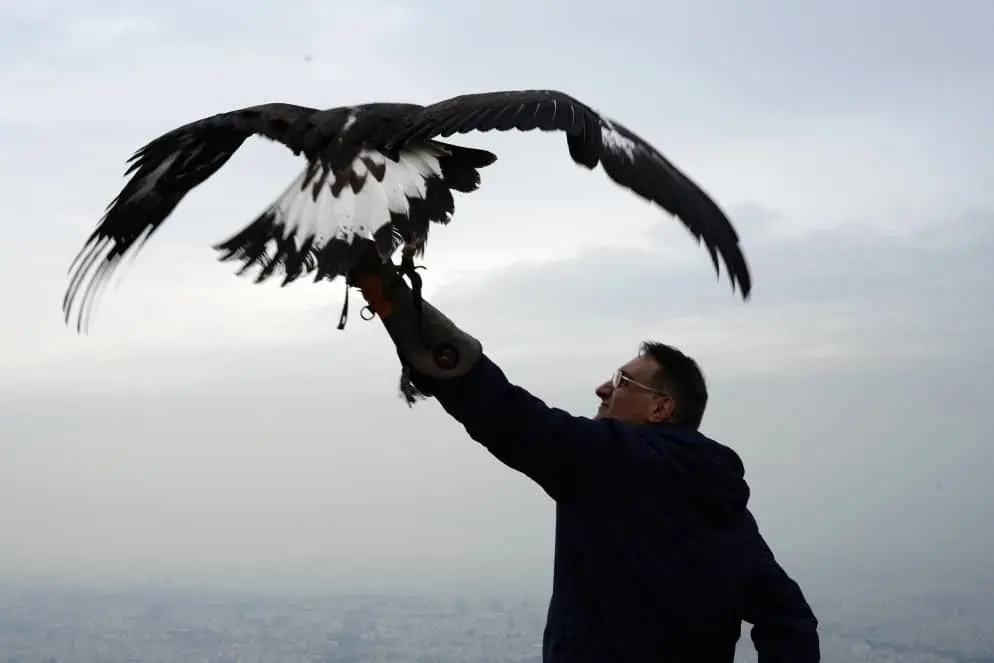 تعلیم عقاب‌های شکاری برای سرنگونی پهبادهای مزاحم+فیلم 
