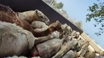 مسافران پرحاشیه گمرک؛ این بار شتران قطری!