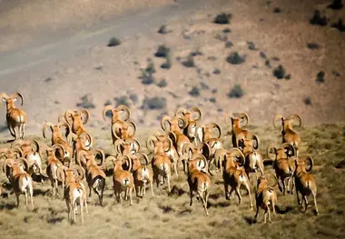 ایران در جمع ۲۰ کشور برتر اکوتوریسم؛ آغاز طرح ملی گردشگری پارک خبر کرمان