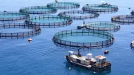  افزایش 2 برابری تولید ماهیان دریایی در قفس 