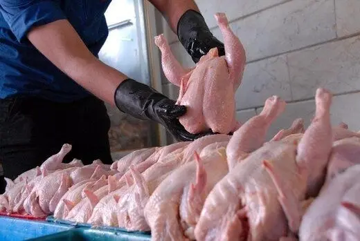 هشدار کمبود مرغ در ماه‌های آینده