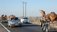 شتر عامل حوادث ناگوار جاده ای در سمنان است!