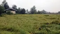 شالیکاران برای جلوگیری ازخسارت شالیزارها در هوای بارانی درو نکنند