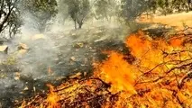 دلیل افزایش آتش سوزی مراتع و جنگل‌ها چیست؟