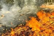آغاز عملیات هوایی مهار آتش سوزی جنگل های چالوس با هواپیمای ایلوشن