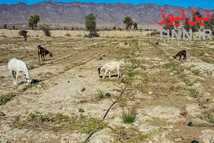 خسارات سیل به عشایر بورک شهرستان نیکشهر