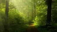 نفس راحت جنگل‌ها در ایام نوروز
