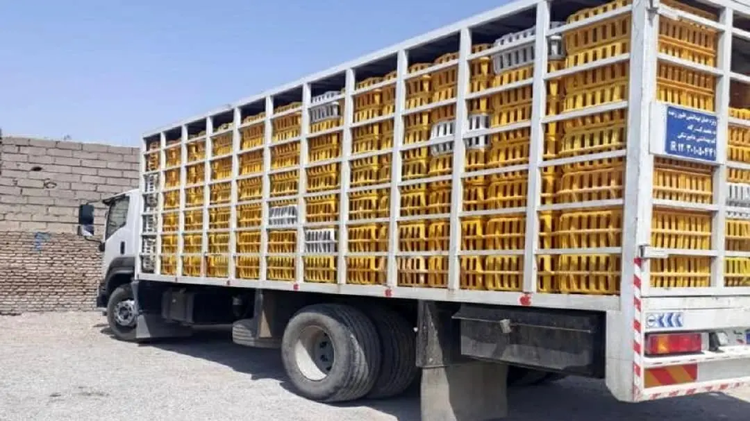 ۳ دستگاه کامیونت حامل مرغ‌های زنده قاچاق در قزوین توقیف شد