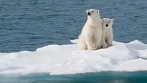 New WWF guide helps ships avoid vulnerable Arctic species