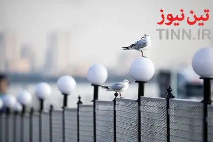 تهران؛ میزبان «پرندگان سیبری»