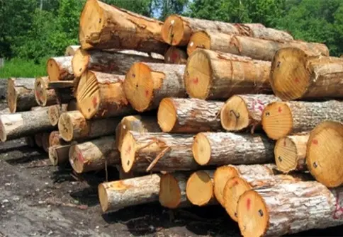 اطلاعیه سازمان محیط زیست درباره قطع درختان در پارک قیطریه