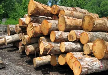 اطلاعیه سازمان محیط زیست درباره قطع درختان در پارک قیطریه