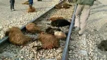 قطار 50 راس گوسفند را در جغتای تلف کرد