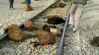 قطار 50 راس گوسفند را در جغتای تلف کرد