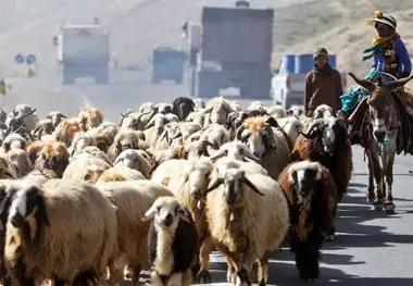 ممنوعیت  عبور احشام از داخل تونل های ایلام