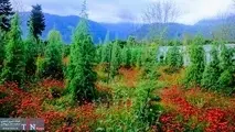 شکسته شدن رکورد بارش‌ها و سرسبزترین بهار ایران در 10 سال گذشته
