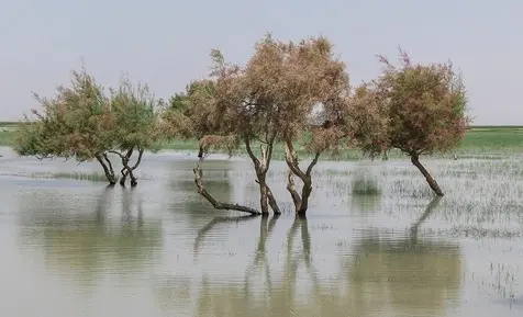 دریاچه هامون 