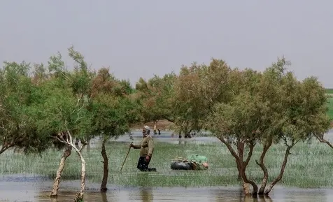 دریاچه هامون 